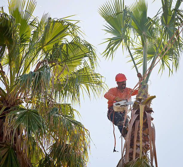 Large Tree Removal in Springville, AL